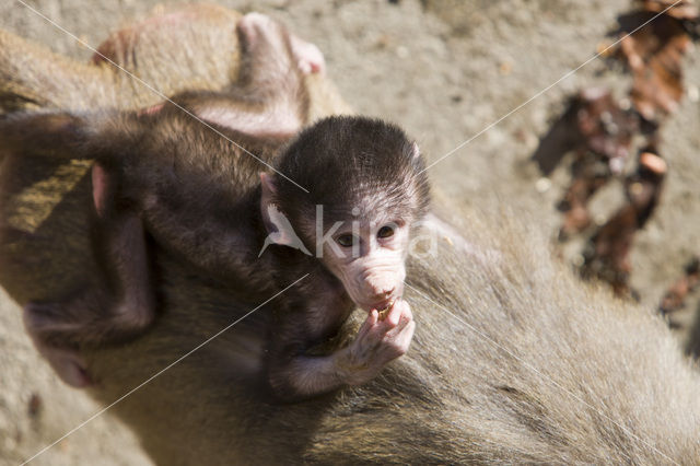 Hamadryas Baboon (Papio hamadryas)