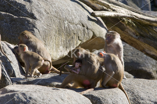 Hamadryas Baboon (Papio hamadryas)