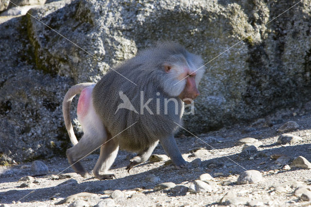 Hamadryas Baboon (Papio hamadryas)