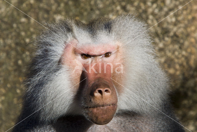 Hamadryas Baboon (Papio hamadryas)