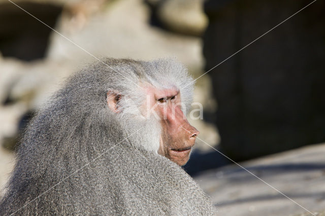 Hamadryas Baboon (Papio hamadryas)