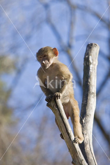 Hamadryas Baboon (Papio hamadryas)