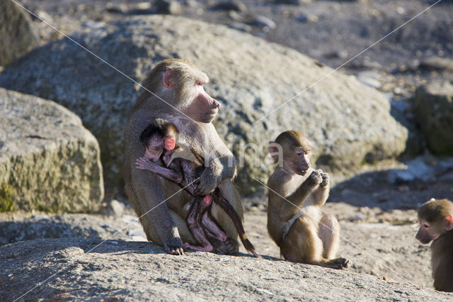 Hamadryas Baboon (Papio hamadryas)