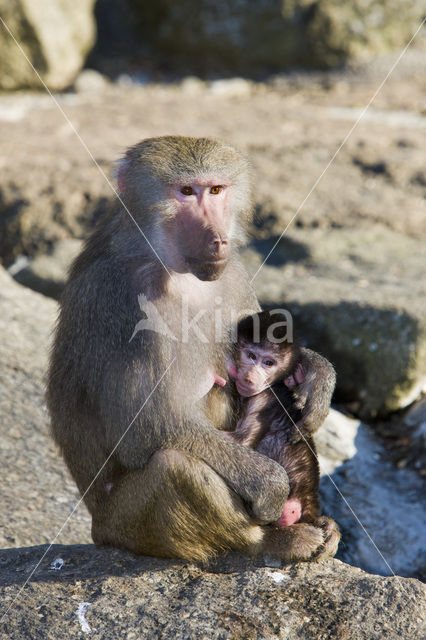 Hamadryas Baboon (Papio hamadryas)