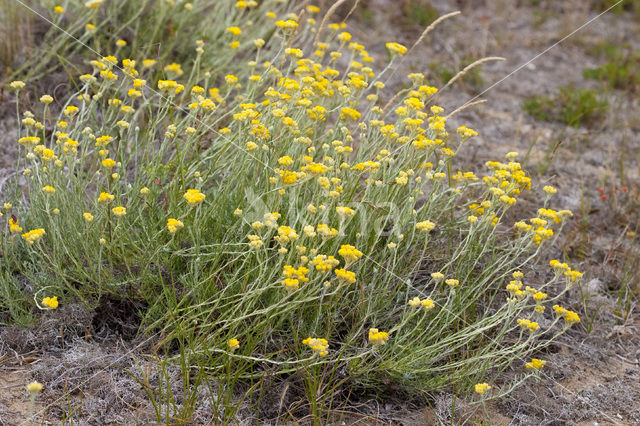 Shrubby Everlasting (Helichrysum stoechas)