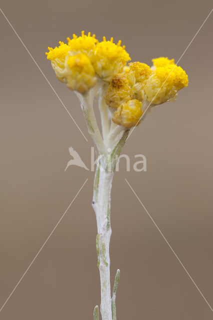 Shrubby Everlasting (Helichrysum stoechas)