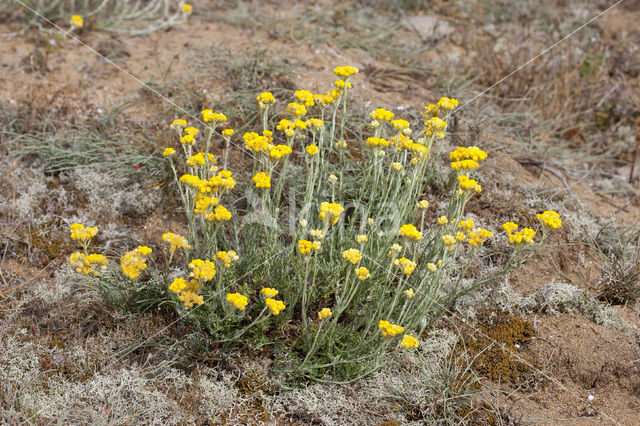 Mediterrane Droogbloem (Helichrysum stoechas)