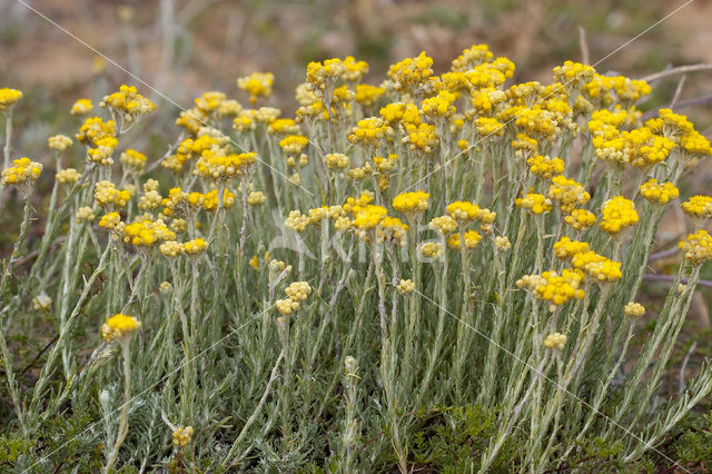 Shrubby Everlasting (Helichrysum stoechas)
