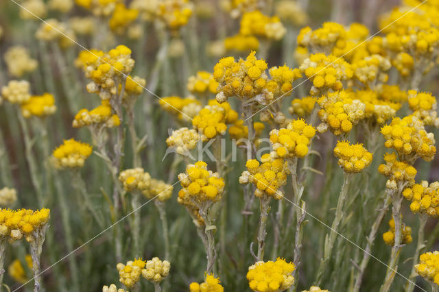 Shrubby Everlasting (Helichrysum stoechas)