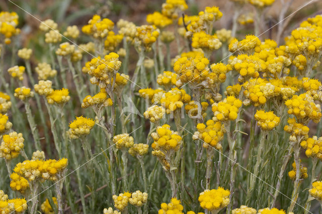 Shrubby Everlasting (Helichrysum stoechas)