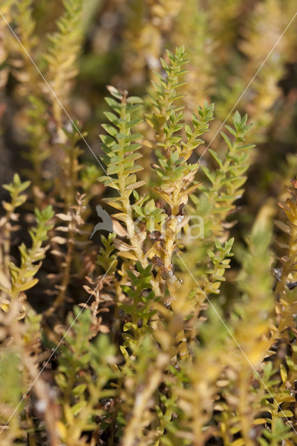 Sea Milkwort (Glaux maritima)
