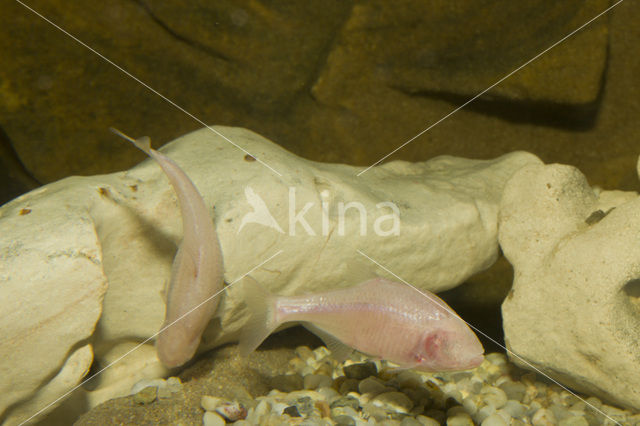 blind cavefish (Astyanax fasciatus mexicanus)