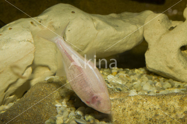 Mexicaanse blinde holenvis (Astyanax fasciatus mexicanus)