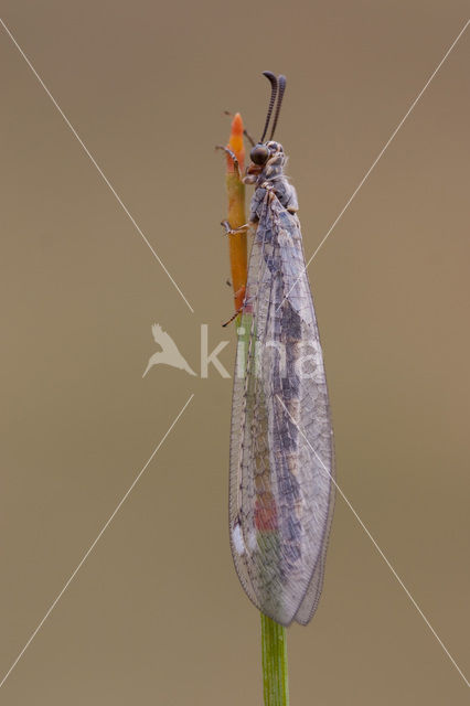 Ant-Lion (Myrmeleon formicarius)