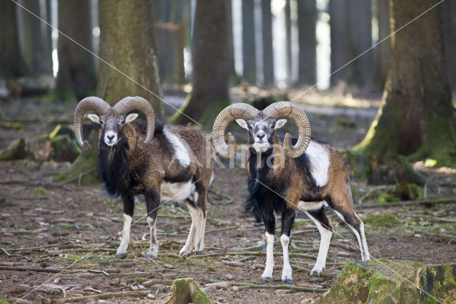 Mouflon (Ovis musimon)