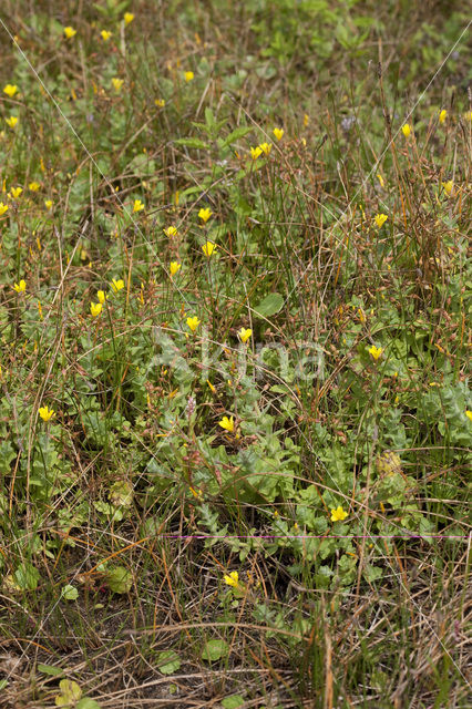Marsh St John’s wort (Hypericum elodes)