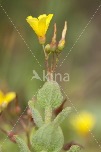 Marsh St John’s wort (Hypericum elodes)