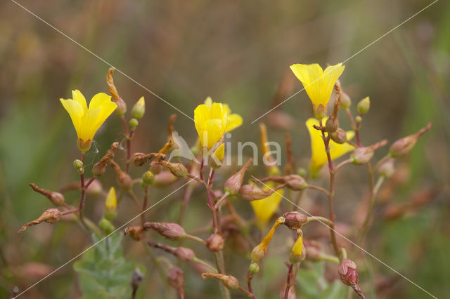 Marsh St John’s wort (Hypericum elodes)