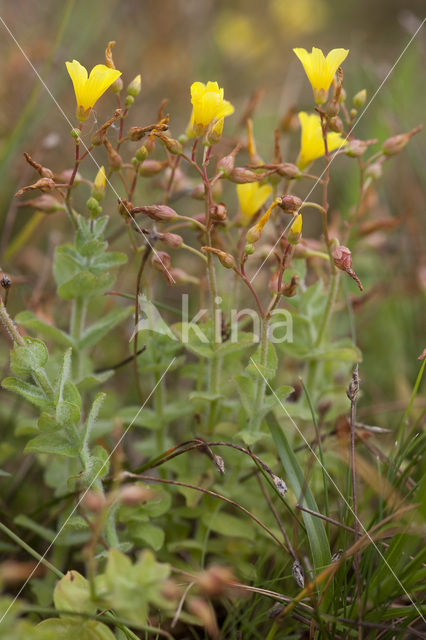 Marsh St John’s wort (Hypericum elodes)