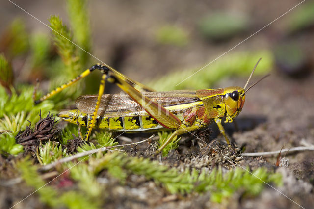 Large Marsh Grasshopper (Stethophyma grossum)