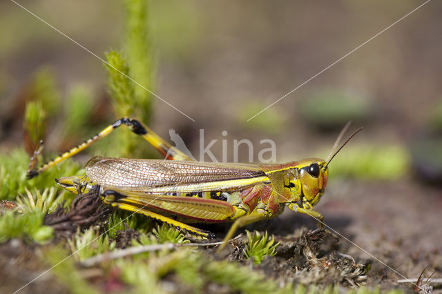 Moerassprinkhaan (Stethophyma grossum)