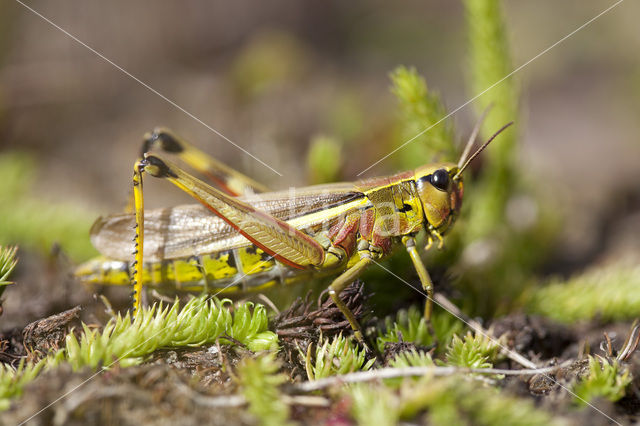 Moerassprinkhaan (Stethophyma grossum)