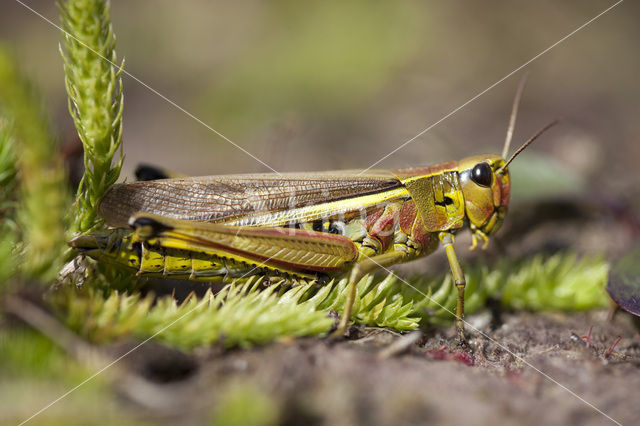 Moerassprinkhaan (Stethophyma grossum)