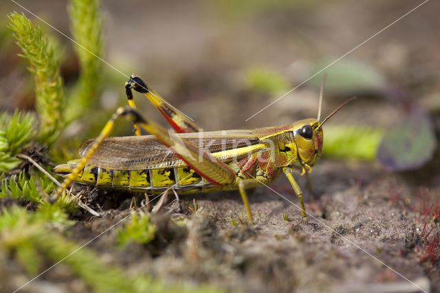 Moerassprinkhaan (Stethophyma grossum)