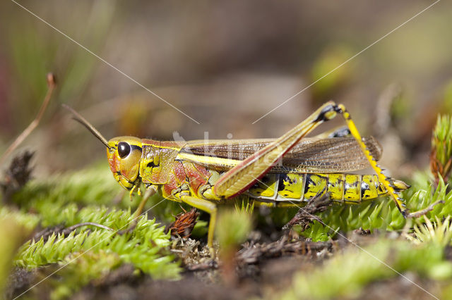 Large Marsh Grasshopper (Stethophyma grossum)
