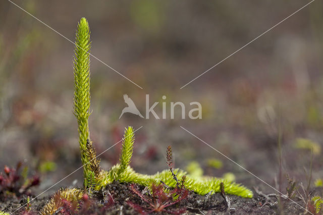 Marsh Clubmoss (Lycopodiella inundata)