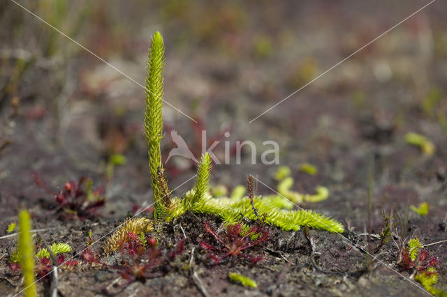 Moeraswolfsklauw (Lycopodiella inundata)