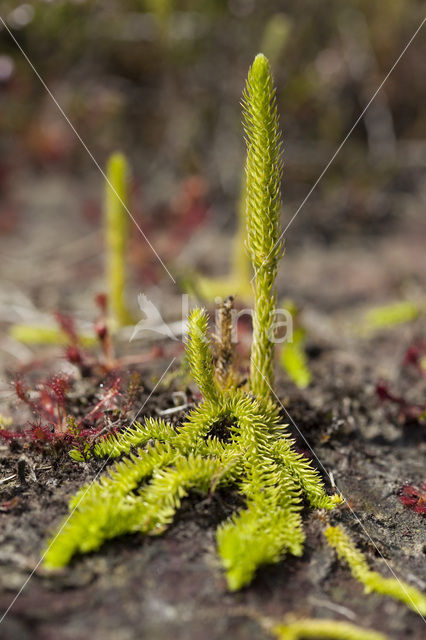 Moeraswolfsklauw (Lycopodiella inundata)