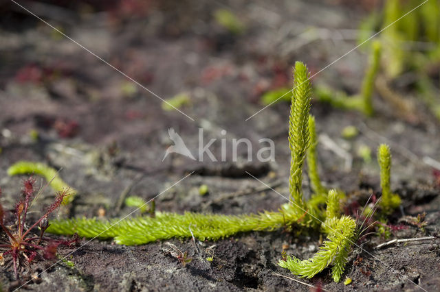 Moeraswolfsklauw (Lycopodiella inundata)