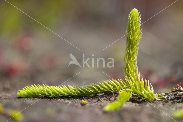 Moeraswolfsklauw (Lycopodiella inundata)