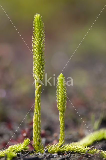 Moeraswolfsklauw (Lycopodiella inundata)