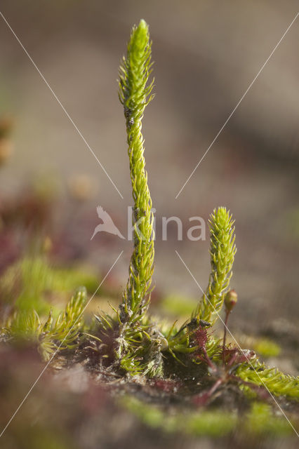 Moeraswolfsklauw (Lycopodiella inundata)