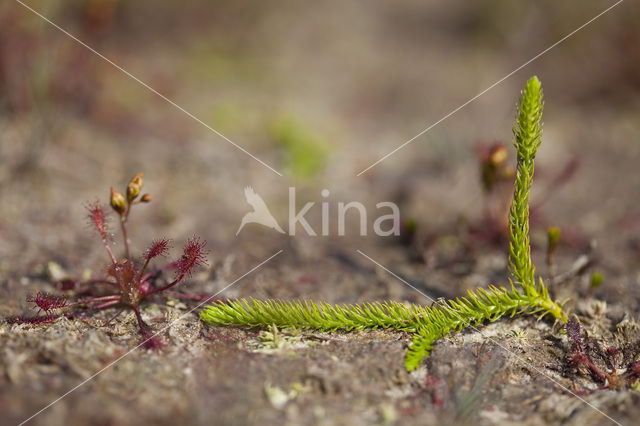 Moeraswolfsklauw (Lycopodiella inundata)