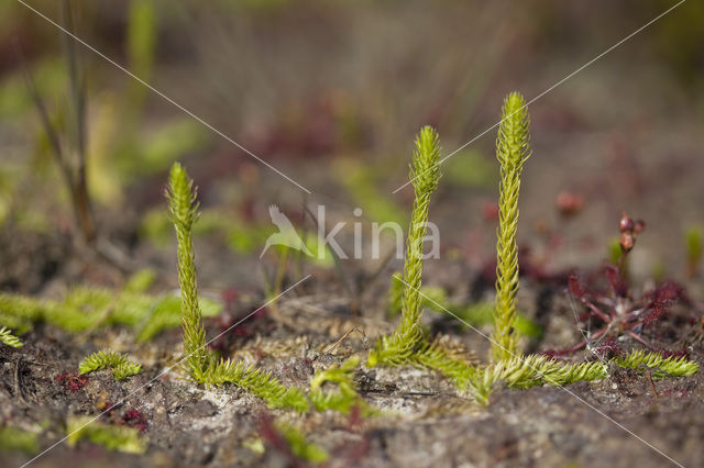 Moeraswolfsklauw (Lycopodiella inundata)