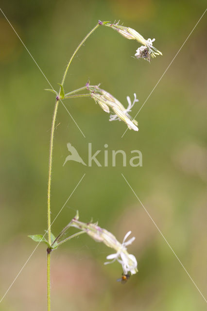 Nachtsilene (Silene nutans)