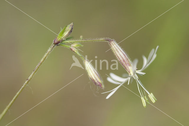 Nachtsilene (Silene nutans)