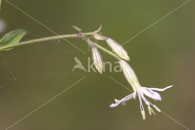 Nachtsilene (Silene nutans)