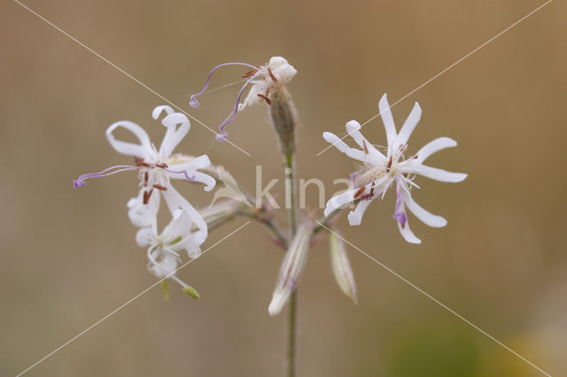 Nottingham Catchfly (Silene nutans)