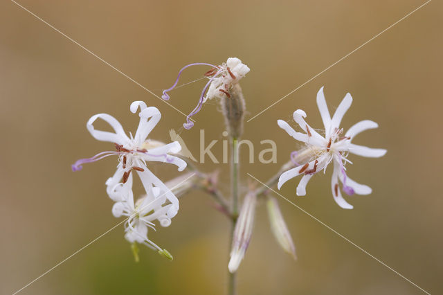 Nachtsilene (Silene nutans)