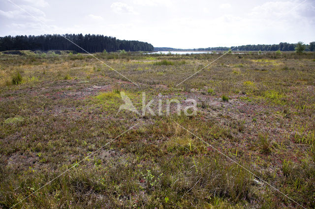 National Park Dwingelderveld