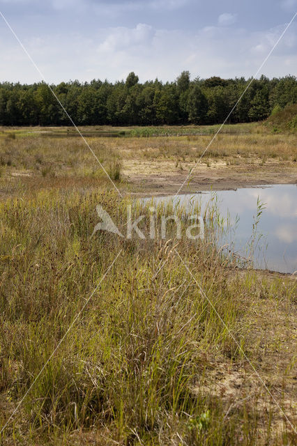 Nationaal Park Dwingelderveld