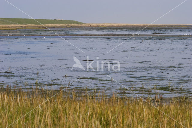 Nationaal park Schiermonnikoog