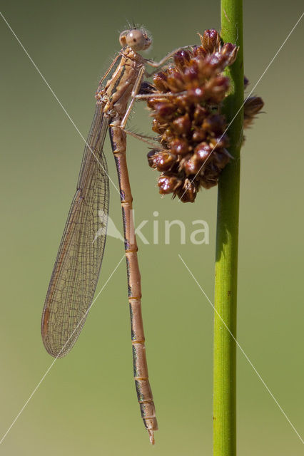 Siberian winter Damselfly (Sympecma paedisca)