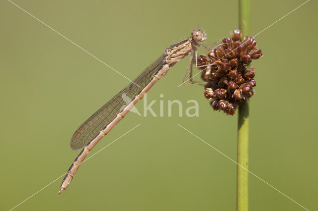 Siberian winter Damselfly (Sympecma paedisca)