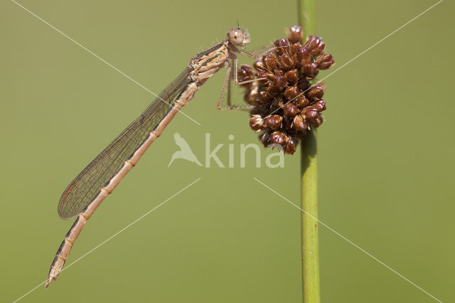 Siberian winter Damselfly (Sympecma paedisca)