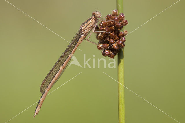 Siberian winter Damselfly (Sympecma paedisca)